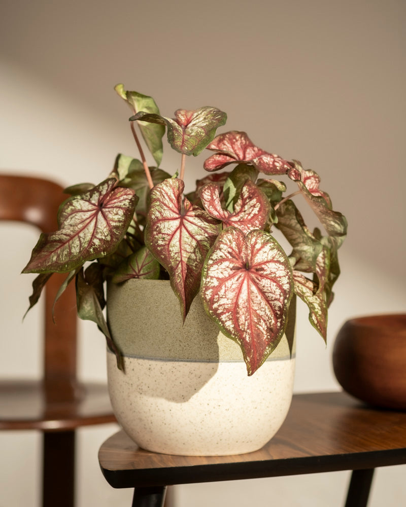 Ein Caladium bicolor, eine auffällige Zimmerpflanze mit herzförmigen grünen Blättern, die rosa und weiß gezeichnet sind, steht in einem zweifarbigen Topf auf einem Holztisch, der durch einen Stuhl und eine Schale im Hintergrund ergänzt wird.