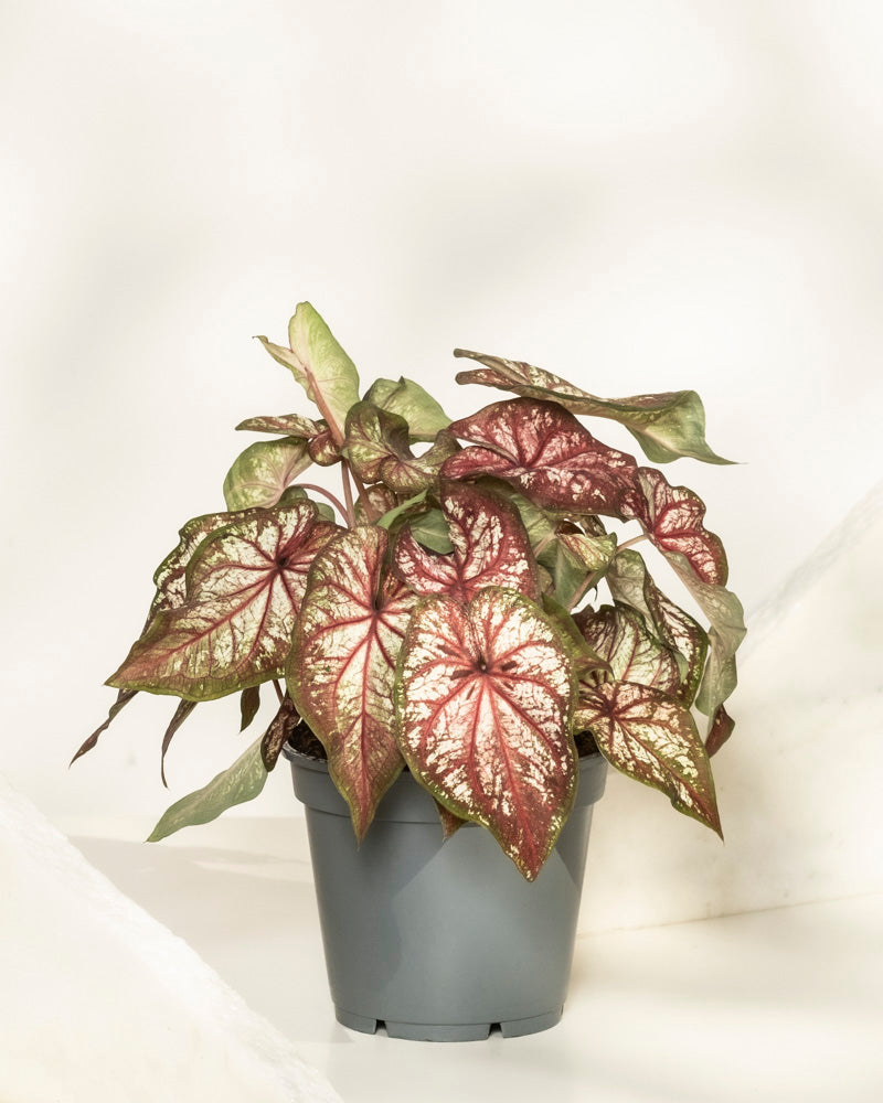 Ein Caladium bicolor mit großen, herzförmigen grünen, rosa und weißen Blättern wird in einem einfachen grauen Topf vor einem zarten weißen Hintergrund präsentiert.