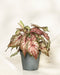 Ein Caladium bicolor mit großen, herzförmigen grünen, rosa und weißen Blättern wird in einem einfachen grauen Topf vor einem zarten weißen Hintergrund präsentiert.
