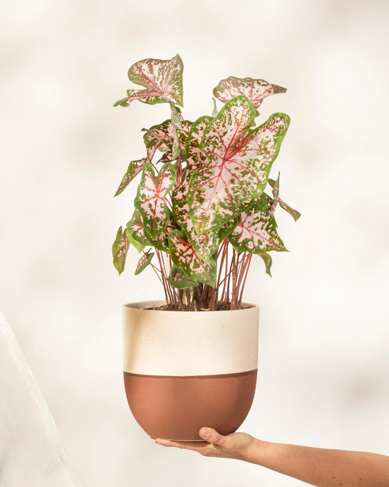 Caladium 'Carolyn Whorton'