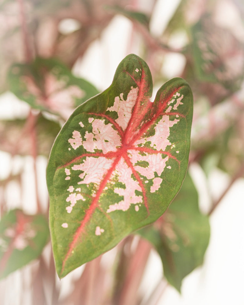 Caladium 'Carolyn Whorton'