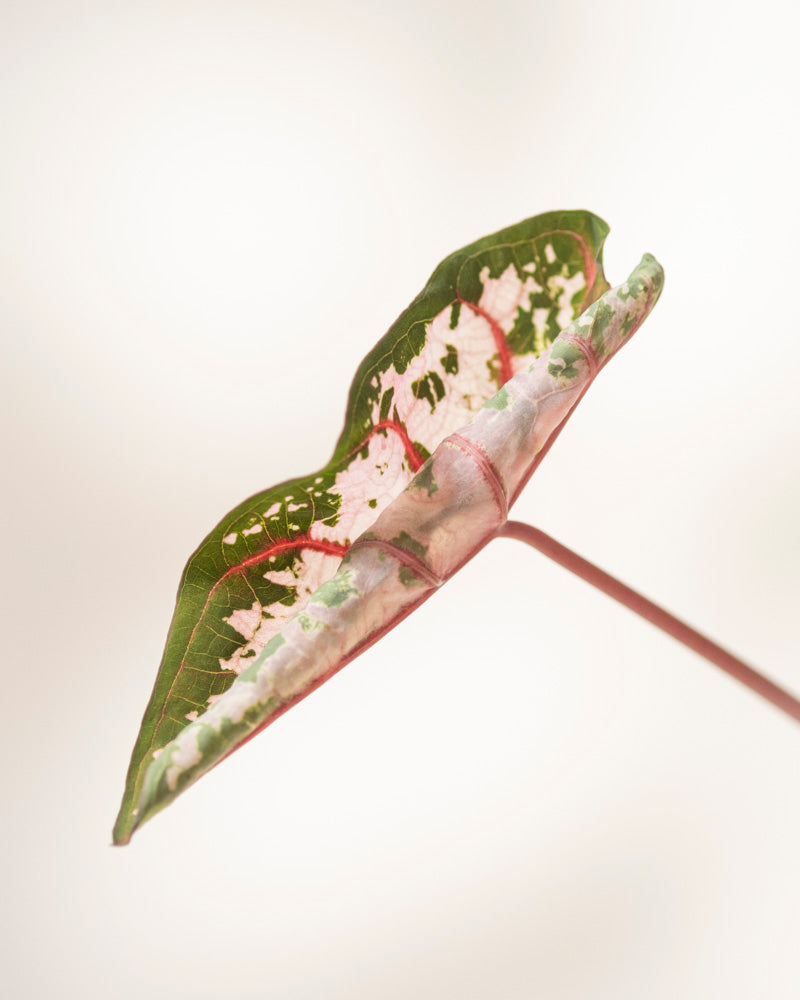 Caladium 'Carolyn Whorton'
