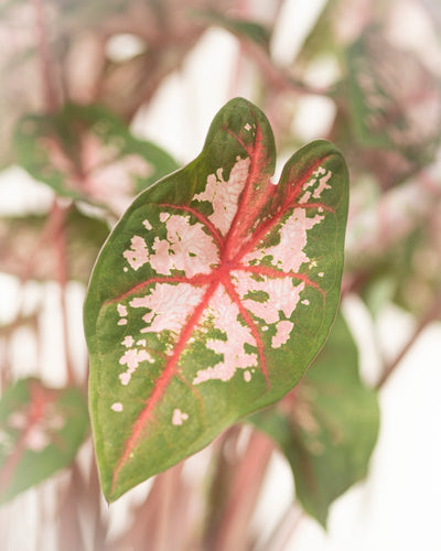 Caladium 'Carolyn Whorton'