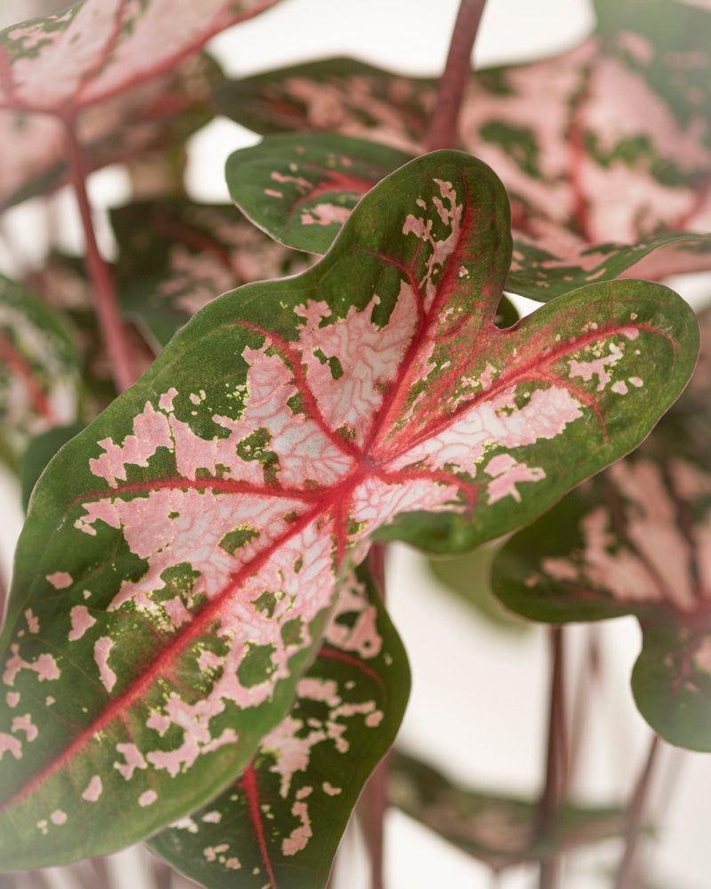 Caladium 'Carolyn Whorton'