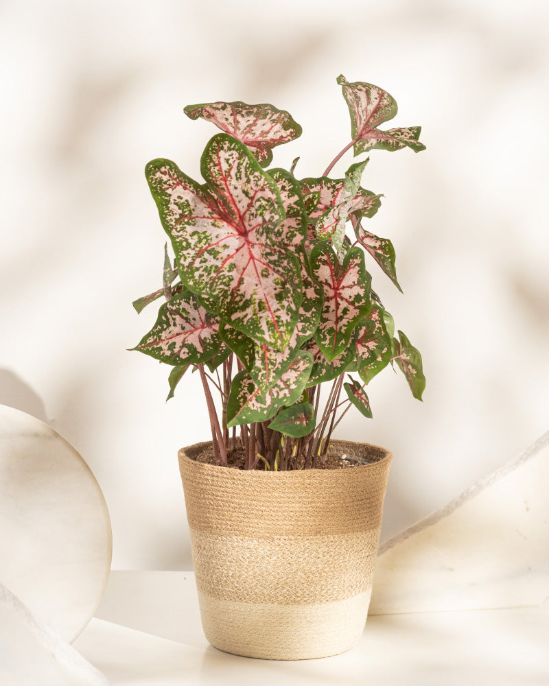 Caladium 'Carolyn Whorton'