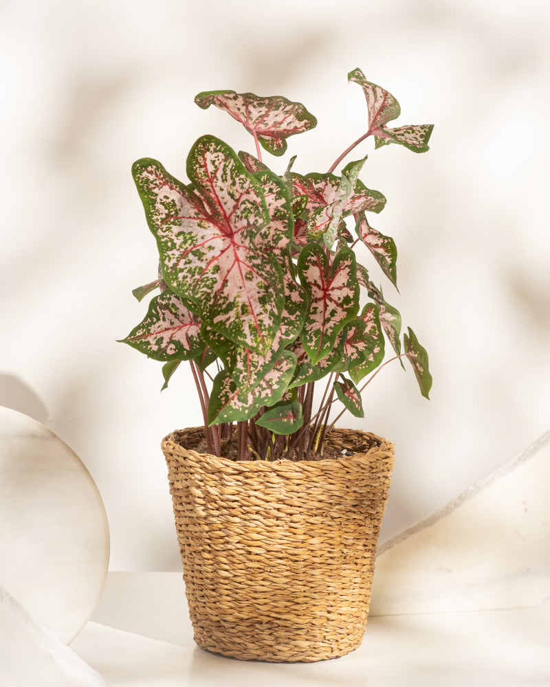 Caladium 'Carolyn Whorton'
