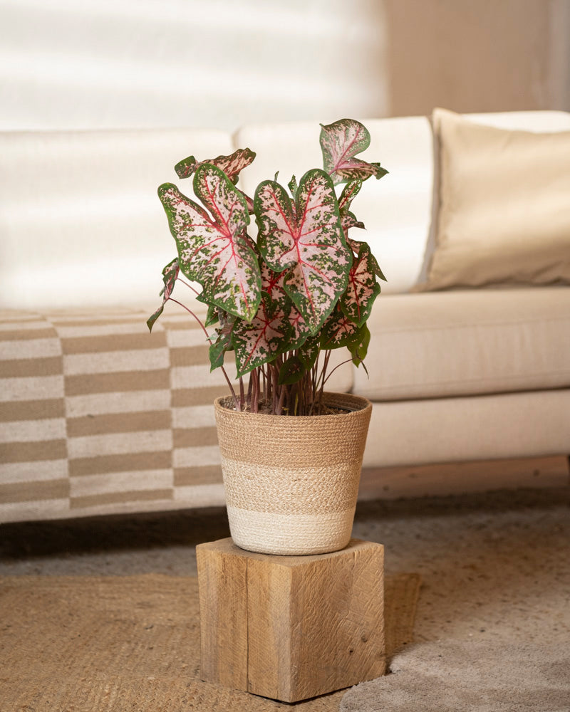 Caladium 'Carolyn Whorton'