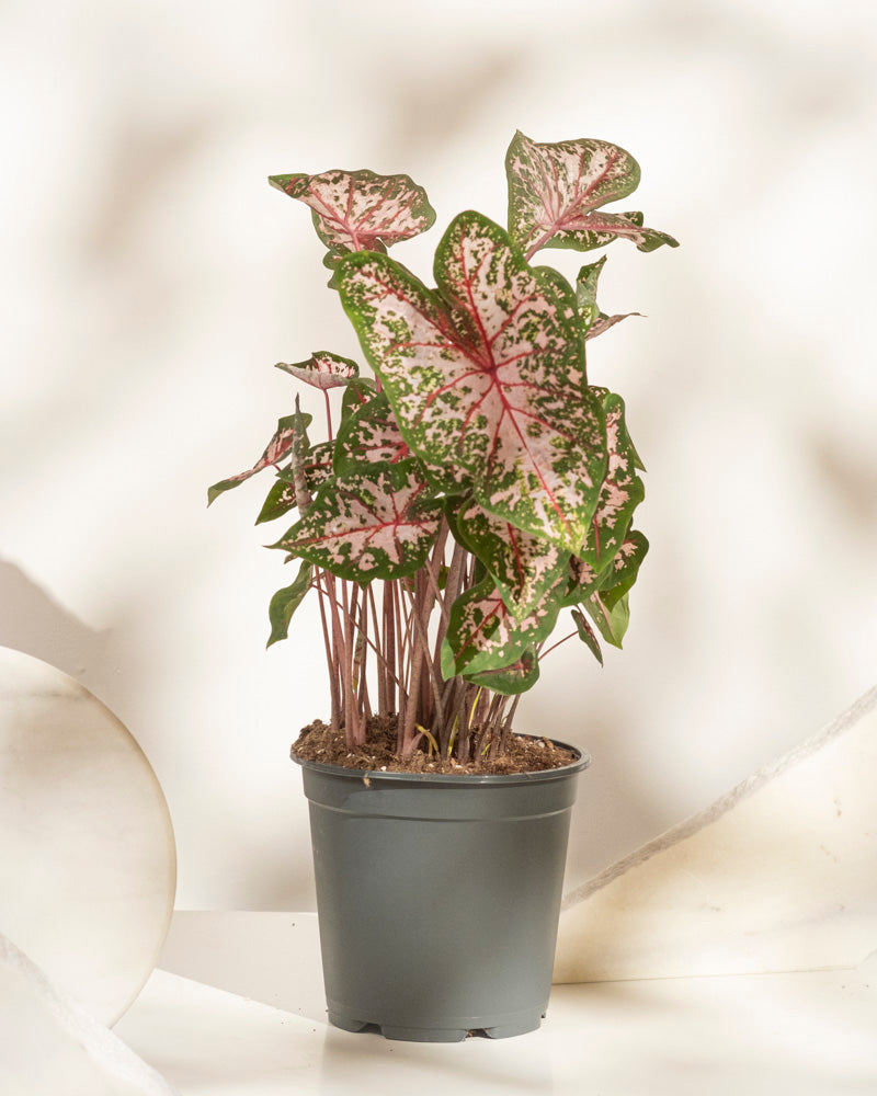 Caladium 'Carolyn Whorton'