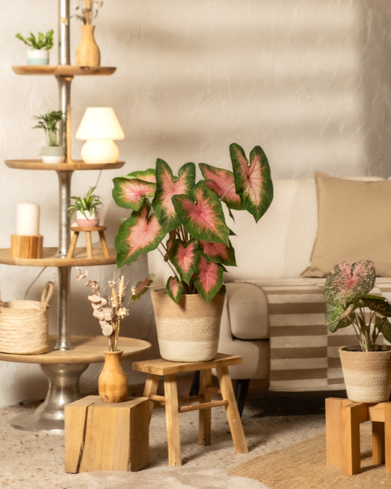 Ein gemütliches Wohnzimmer mit Caladium „Kathleen“ in Töpfen auf Holzhockern und Regalen, einem beigen Sofa mit gestreifter Decke, einer kleinen Lampe und natürlichem Dekor schafft eine warme, einladende Atmosphäre.