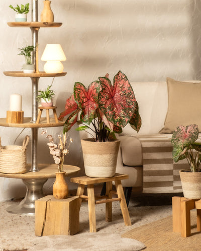 Eine gemütliche Wohnzimmerecke ist mit Topfpflanzen wie Caladium „Lava Glow“ mit rosa Blättern auf Holzhockern, einem gestuften Metallregal mit kleinen Pflanzen und Kerzen, einem beigen Sessel und neutralem Dekor mit sanfter Beleuchtung ausgestattet.