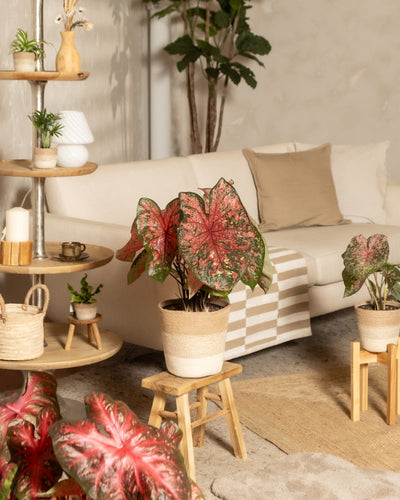 Ein gemütliches Wohnzimmer mit einem beigefarbenen Sofa, neutralem Dekor, Holzregalen und mehreren Caladium-Pflanzen „Lava Glow“ mit rosa Blättern auf Hockern und Tischen. Natürliches Licht bringt diese saisonale Pflanze besonders gut zur Geltung.
