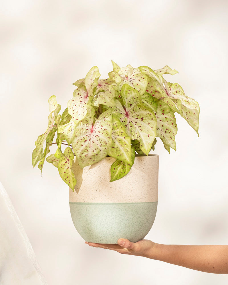 Eine Hand hält einen Keramiktopf mit einer belaubten Caladium-Pflanze „Miss Muffet“, deren hellgrüne Blätter mit rosa Adern und dunklen Sprenkeln vor einem hellen, neutralen Hintergrund gezeichnet sind.