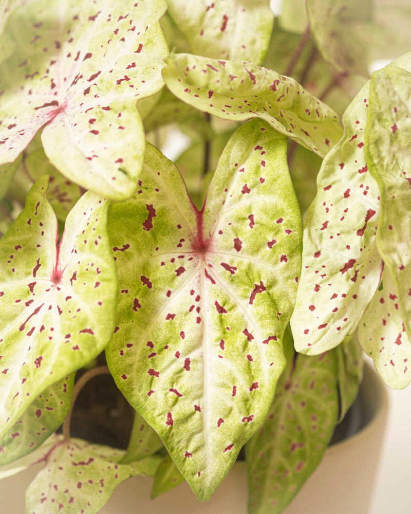 Nahaufnahme der Caladium 'Miss Muffet' mit herzförmigen, pflegeleichten Blättern in Hellgrün mit rosaroten Flecken und Adern. Diese Saisonpflanze steht im Topf und wird sanft mit natürlichem Licht beleuchtet.