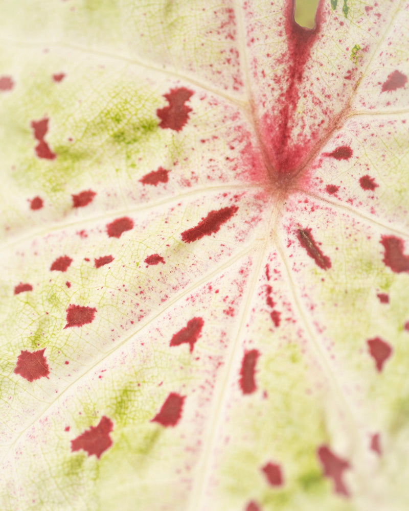 Die Nahaufnahme von Caladium 'Miss Muffet' zeigt ihre hellen Blätter mit grünen Adern und roten Flecken, die ein zartes, fast durchscheinendes Muster bilden. Diese pflegeleichte Saisonpflanze verleiht jedem Raum einzigartige Schönheit.
