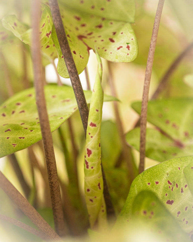 Nahaufnahme der Blätter der Caladium „Miss Muffet“ mit rotbraunen Flecken, darunter ein spiralförmiges Blatt zwischen aufrechten Stielen. Diese pflegeleichte, saisonale Pflanze ist sanft beleuchtet und hat leicht verschwommene Ränder für ein zartes Aussehen.