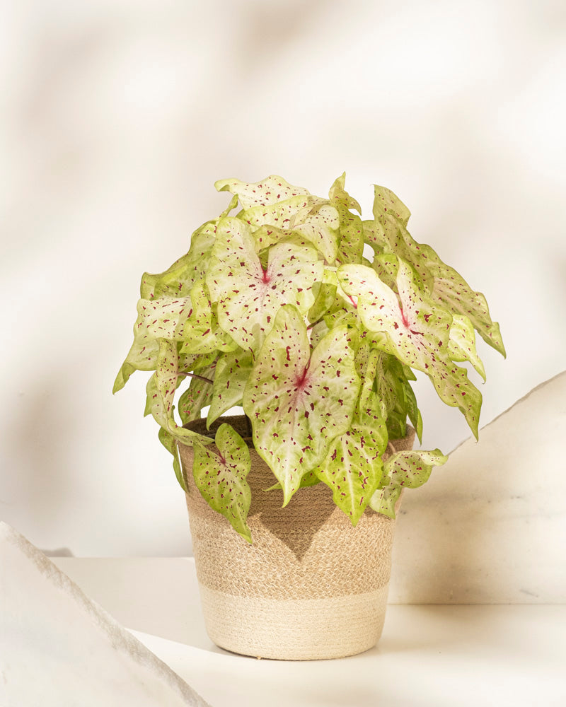 Caladium 'Miss Muffet' ist eine Topfpflanze mit hellgrünen, herzförmigen Blättern, die mit rosa Adern und dunkelvioletten Flecken verziert sind. Diese Saisonpflanze ist besonders pflegeleicht.