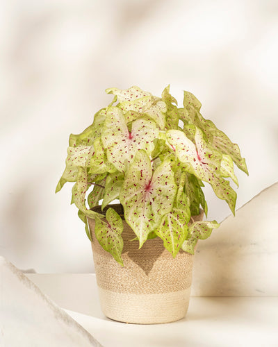 Caladium 'Miss Muffet' ist eine Topfpflanze mit hellgrünen, herzförmigen Blättern, die mit rosa Adern und dunkelvioletten Flecken verziert sind. Diese Saisonpflanze ist besonders pflegeleicht.