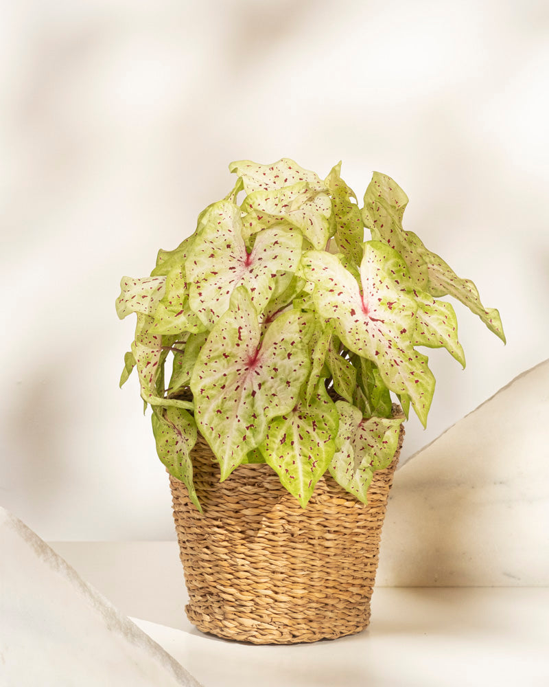 Eine Caladium „Miss Muffet“, eine pflegeleichte Saisonpflanze mit hellgrünen, herzförmigen Blättern mit rosa und dunkelgrünen Punkten, steht in einem geflochtenen Korb auf einer hellen Oberfläche vor einem weichen, neutralen Hintergrund.
