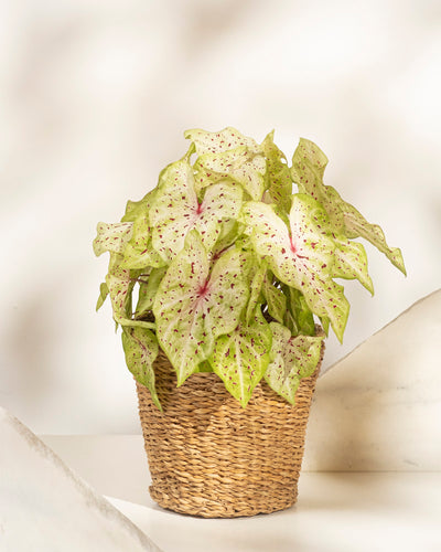 Eine Caladium „Miss Muffet“, eine pflegeleichte Saisonpflanze mit hellgrünen, herzförmigen Blättern mit rosa und dunkelgrünen Punkten, steht in einem geflochtenen Korb auf einer hellen Oberfläche vor einem weichen, neutralen Hintergrund.