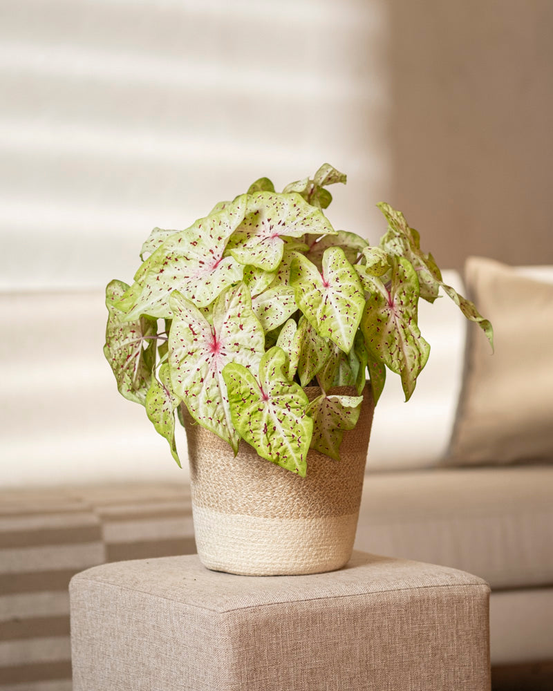Eine pflegeleichte Caladium 'Miss Muffet' mit hellgrünen, rosa geaderten Blättern steht auf einem beigen Ottoman in einem sanft beleuchteten, modernen Wohnzimmer vor einem Sofa.