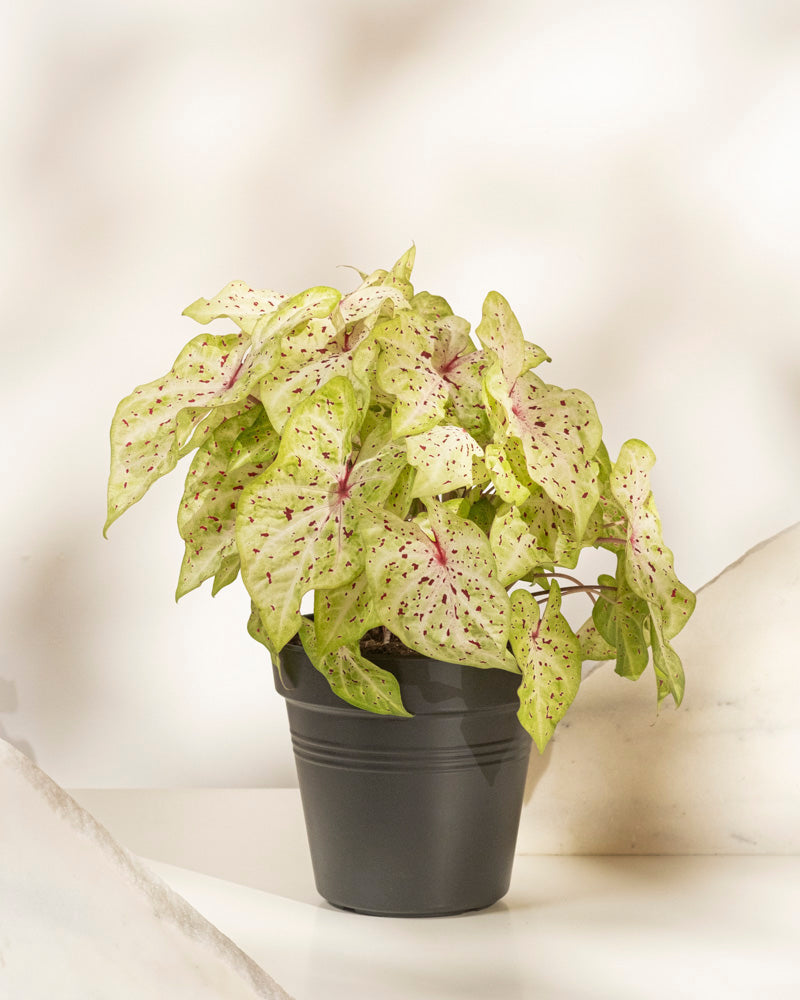 Eine Caladium 'Miss Muffet' mit hellgrünen, rosa gesprenkelten Blättern steht auf einer weißen Fläche vor neutralem Hintergrund. Diese pflegeleichte Saisonpflanze verleiht jedem Raum Charme.