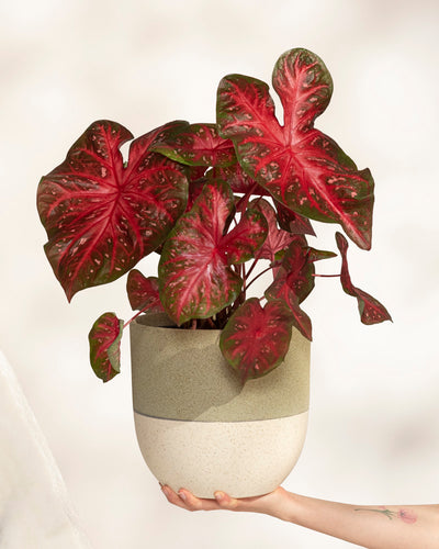 Eine Hand hält eine Caladium „Red Flash“ und präsentiert ihre großen, herzförmigen rot-grünen Blätter. Die Pflanze steht in einem zweifarbigen, beige-salbeigrünen Topf vor einem sanft beleuchteten, schlichten Hintergrund.