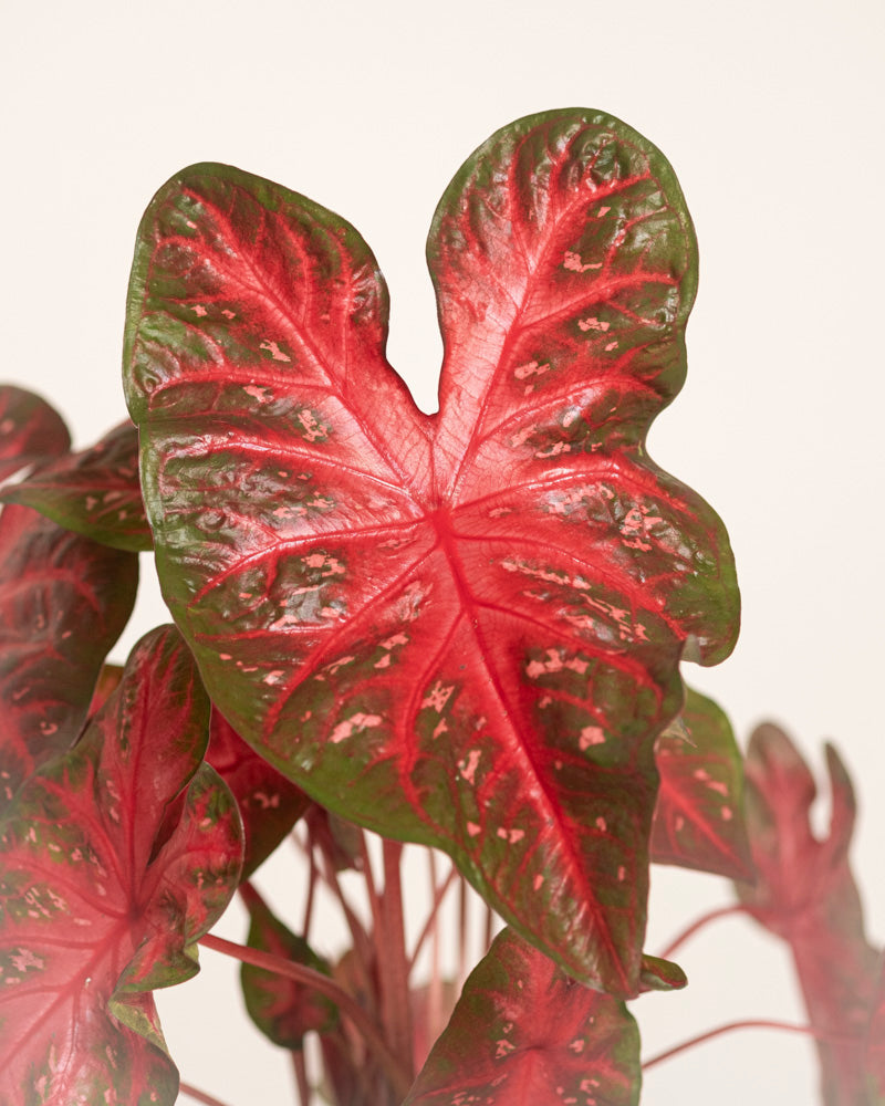 Eine Nahaufnahme der Caladium „Red Flash“ zeigt ihr herzförmiges Blatt mit leuchtend roter Mitte, grünem Rand und auffälligen Adern. Im Vordergrund ist dieses einzigartige Laub zu sehen, während andere Zimmerpflanzenblätter im Hintergrund sanft verschwommen wirken.