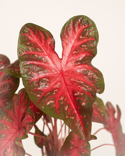 Eine Nahaufnahme der Caladium „Red Flash“ zeigt ihr herzförmiges Blatt mit leuchtend roter Mitte, grünem Rand und auffälligen Adern. Im Vordergrund ist dieses einzigartige Laub zu sehen, während andere Zimmerpflanzenblätter im Hintergrund sanft verschwommen wirken.