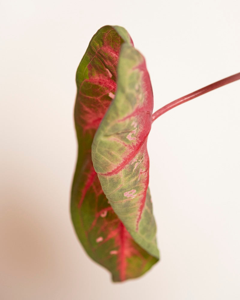 Eine Nahaufnahme eines Caladium-Blattes „Red Flash“ zeigt seine grünen und tiefrosa Farben mit auffälligen Adern. Das leicht gekräuselte Zimmerpflanzenblatt ist vor einem schlichten, hellen Hintergrund zu sehen.