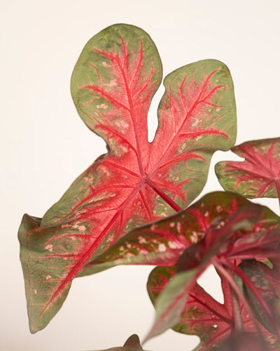 Nahaufnahme der Blätter der Caladium „Red Flash“ mit grünen Rändern, kräftigen roten Adern und rosa-weißen Sprenkeln – eine auffällige Zimmerpflanze für jeden Innenraum.