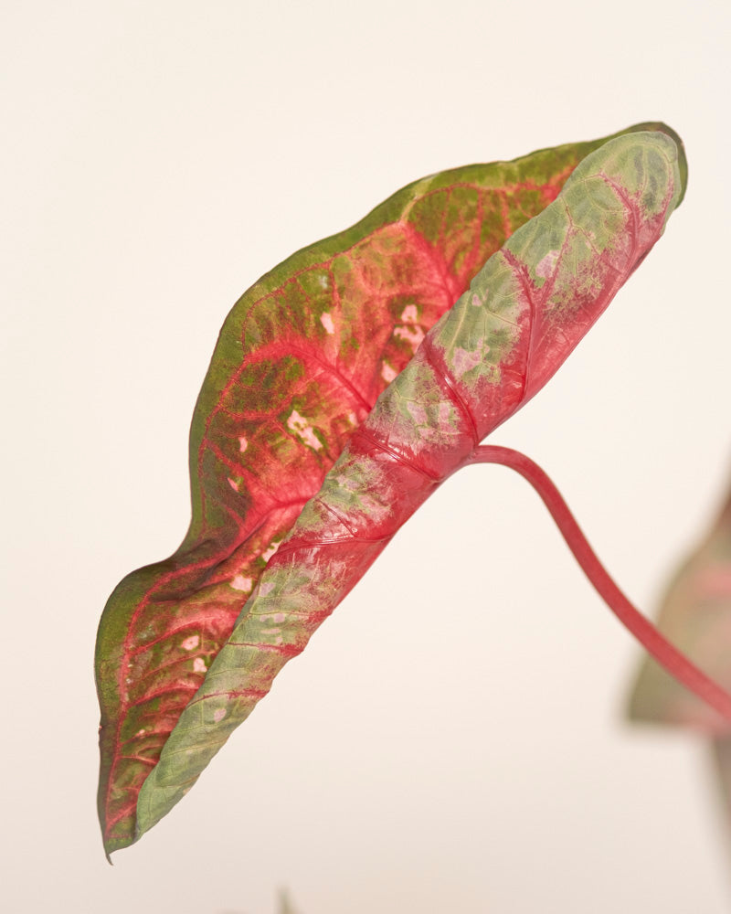 Eine Nahaufnahme eines Caladium „Red Flash“ zeigt sein grün umrandetes Blatt mit leuchtend rosa Adern und einem sichtbaren roten Stiel vor einem schlichten, hellen Hintergrund.