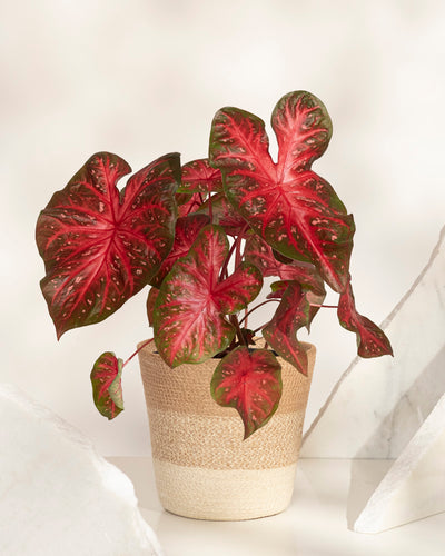 Das Caladium „Red Flash“ zeichnet sich durch große, herzförmige Blätter mit leuchtend roter Mitte und grünem Rand aus. In einem beigefarbenen, geflochtenen Topf präsentiert, bringt dieses Buntblatt vor einem hellen, neutralen Hintergrund kräftige Farbe in jeden Raum.