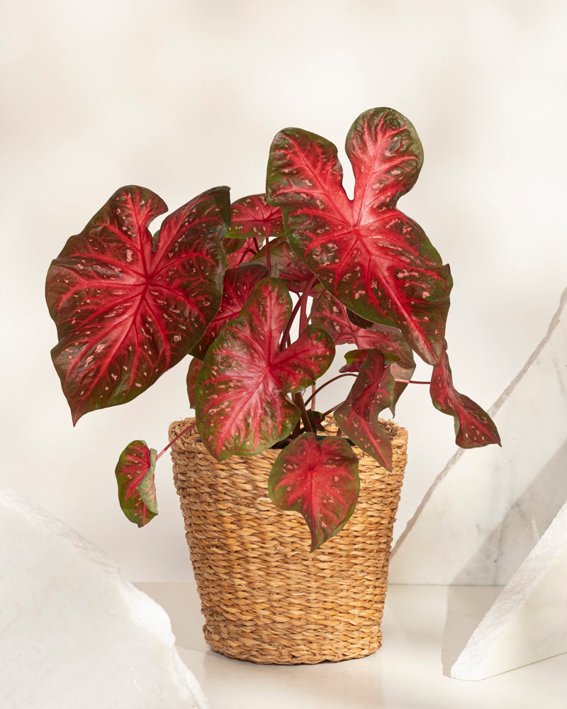 Ein Caladium „Red Flash“ mit großen, herzförmigen rosa und grünen Blättern sitzt in einem geflochtenen Korb auf einer hellen Oberfläche vor einem neutralen Hintergrund.