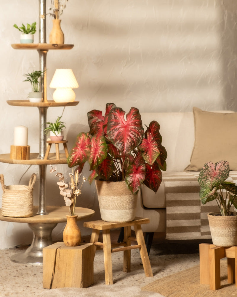 Ein gemütliches Wohnzimmer ist mit Topfpflanzen, darunter die leuchtende Caladium „Red Flash“, Holzhockern, einem gestreiften Teppich, geflochtenen Körben und einem mehrstufigen Regal mit kleinen Pflanzen, Kerzen und einer Lampe neben einem beigen Sofa mit neutralen Kissen ausgestattet.