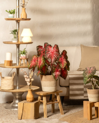 Ein gemütliches Wohnzimmer ist mit Topfpflanzen, darunter die leuchtende Caladium „Red Flash“, Holzhockern, einem gestreiften Teppich, geflochtenen Körben und einem mehrstufigen Regal mit kleinen Pflanzen, Kerzen und einer Lampe neben einem beigen Sofa mit neutralen Kissen ausgestattet.