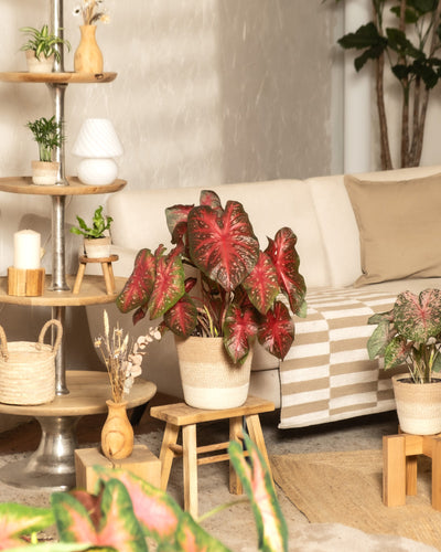 Ein gemütliches Wohnzimmer mit einem beigefarbenen Sofa, einer neutral gestreiften Decke, Holztischen und Regalen, dekoriert mit Zimmerpflanzen wie Caladium „Red Flash“, rundet die einladende Atmosphäre ab. Warmes Dekor und sanfte Beleuchtung runden die einladende Atmosphäre ab.