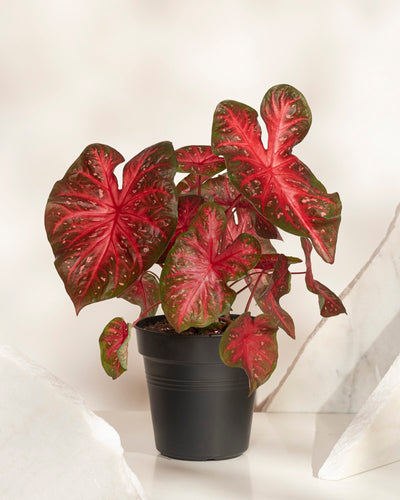 Das Caladium „Red Flash“ zeichnet sich durch große, herzförmige Blätter mit leuchtend roter Mitte und grünen Rändern aus und wird in einem Topf neben weißen, marmorartigen Stücken auf neutralem Hintergrund präsentiert.