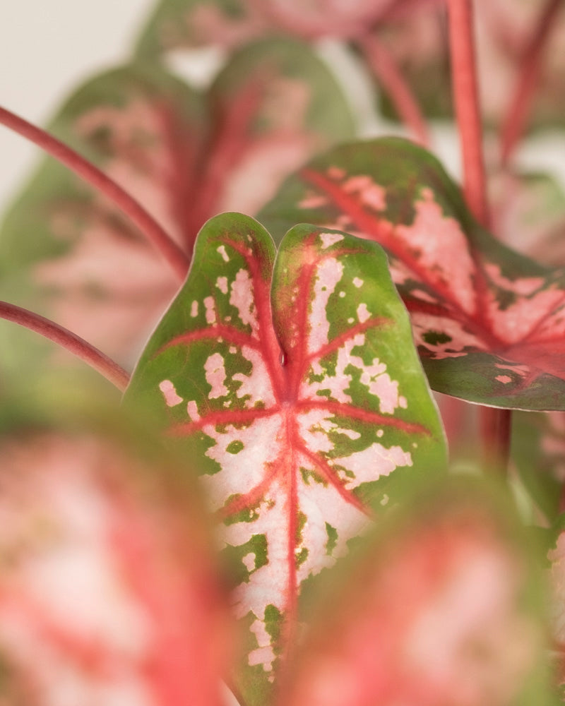 Caladium 'Roze'