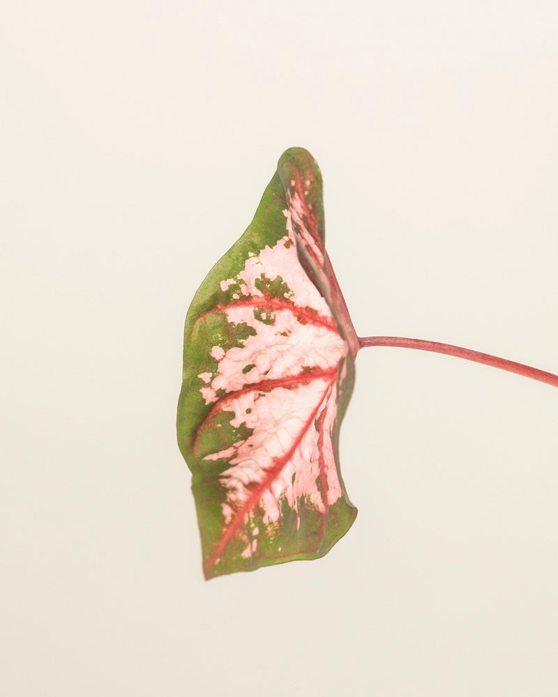 Caladium 'Roze'