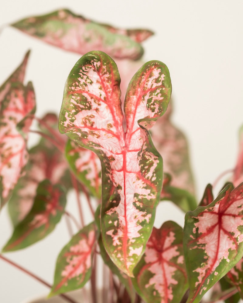 Caladium 'Roze'