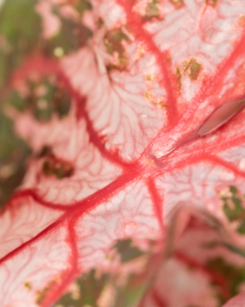 Caladium 'Roze'