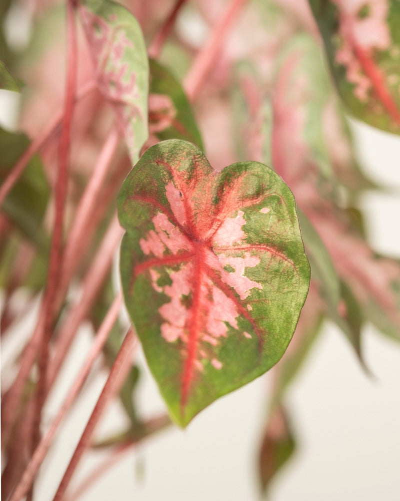 Caladium 'Roze'