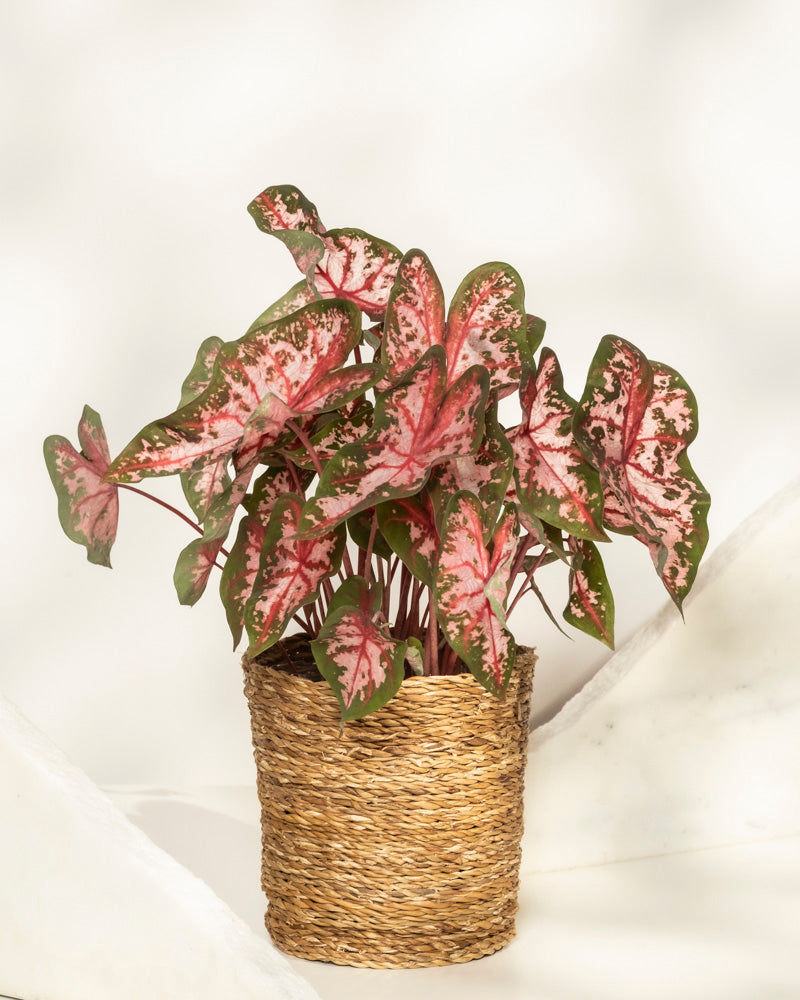 Caladium 'Roze'