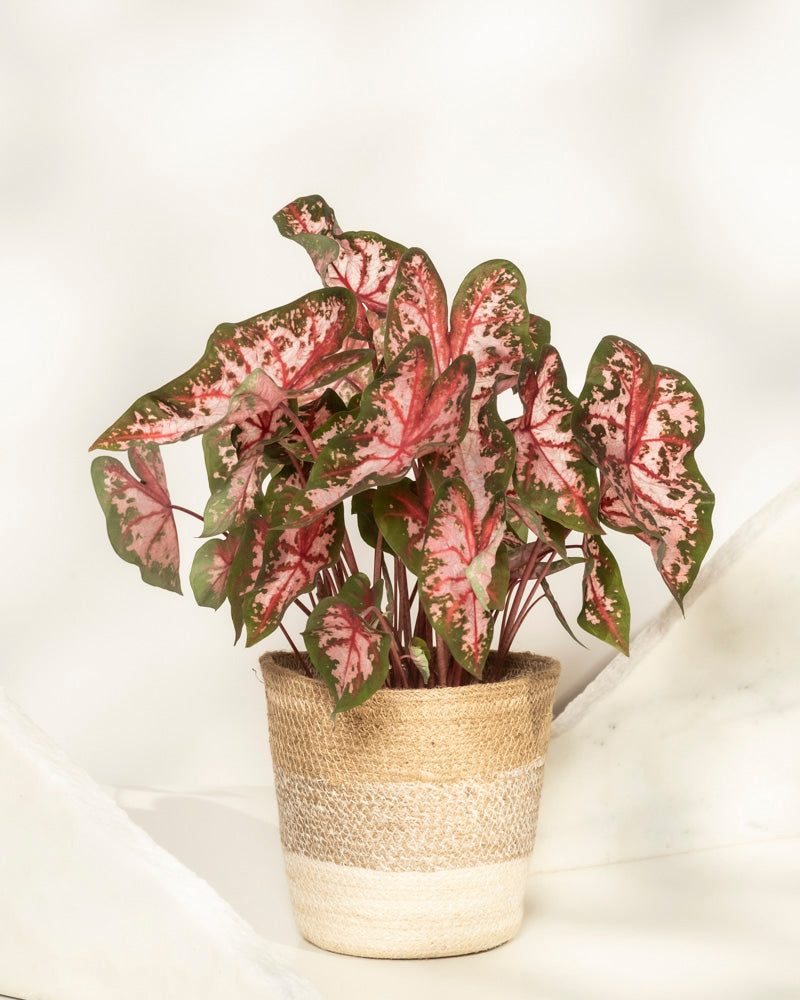 Caladium 'Roze'