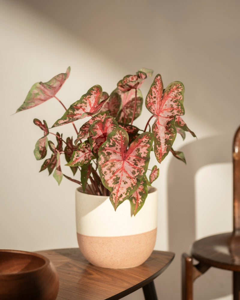 Caladium 'Roze'