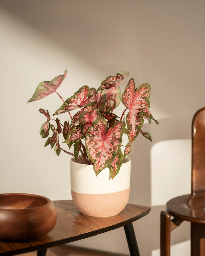 Caladium 'Roze'