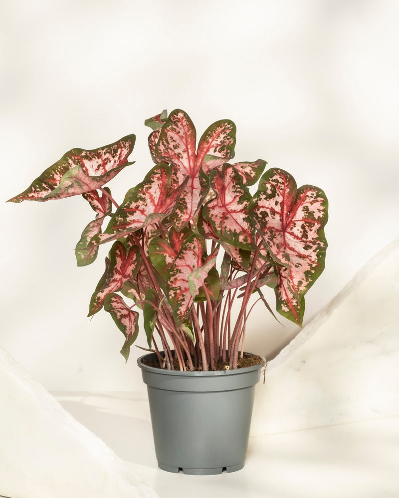 Caladium 'Roze'