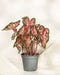 Caladium 'Roze'