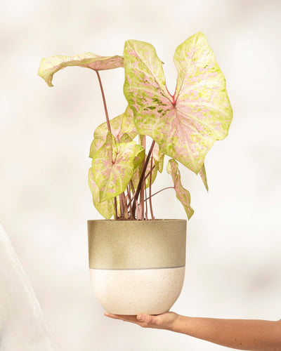 Eine Hand hält das Caladium „Seafoam Pink“ in einem zweifarbigen Topf und zeigt große, pastellfarbene Blätter mit rosa und weißen Sprenkeln, die vor einem schlichten, hellen Hintergrund für einen tropischen Touch sorgen.
