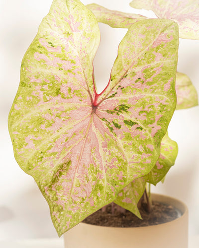 Caladium „Seafoam Pink“ hat pastellfarbene Blätter mit hellgrünen Rändern, rosa und weißen Sprenkeln und sichtbaren Adern und wächst in Erde in einem beigen Topf – ideal, um einen tropischen Touch zu verleihen.